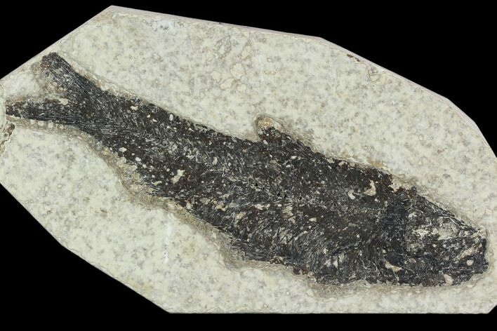 Bargain, 4.6" Fossil Fish (Knightia) - Green River Formation